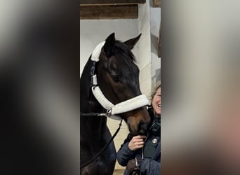 Westfaliano, Caballo castrado, 4 años, 167 cm, Castaño oscuro