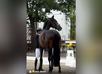 Westfaliano, Caballo castrado, 4 años, 167 cm, Castaño oscuro