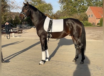 Westfaliano, Caballo castrado, 4 años, 167 cm, Castaño oscuro