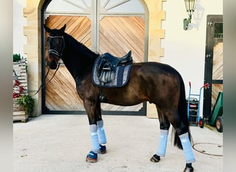 Westfaliano, Caballo castrado, 4 años, 167 cm, Castaño oscuro