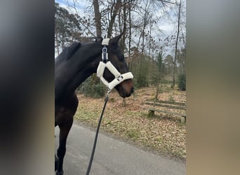 Westfaliano, Caballo castrado, 4 años, 167 cm, Castaño oscuro