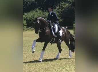 Westfaliano, Caballo castrado, 4 años, 167 cm, Castaño oscuro