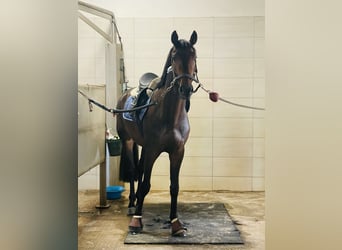 Westfaliano, Caballo castrado, 4 años, 167 cm, Castaño oscuro