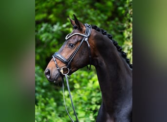 Westfaliano, Caballo castrado, 4 años, 167 cm, Castaño oscuro