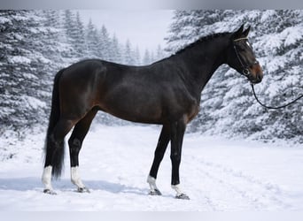 Westfaliano, Caballo castrado, 4 años, 167 cm, Castaño oscuro