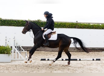 Westfaliano, Caballo castrado, 4 años, 167 cm, Castaño oscuro Westfaliano, Caballo castrado, 4 años, 167 cm, Castaño oscuro