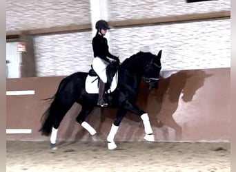 Westfaliano, Caballo castrado, 4 años, 167 cm, Negro