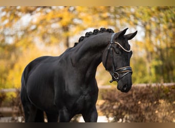 Westfaliano, Caballo castrado, 4 años, 167 cm, Negro