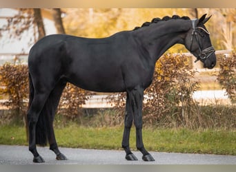 Westfaliano, Caballo castrado, 4 años, 167 cm, Negro