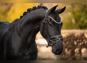 Westfaliano, Caballo castrado, 4 años, 167 cm, Negro