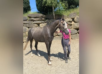 Westfaliano, Caballo castrado, 4 años, 167 cm, Tordo