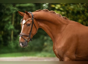 Westfaliano, Caballo castrado, 4 años, 168 cm, Alazán