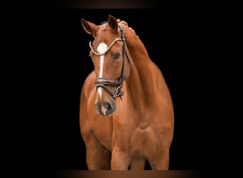 Westfaliano, Caballo castrado, 4 años, 168 cm, Alazán