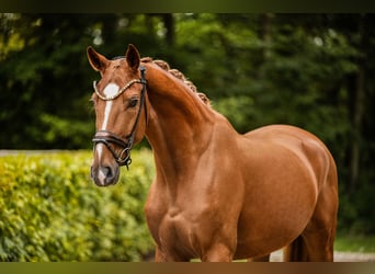 Westfaliano, Caballo castrado, 4 años, 168 cm, Alazán