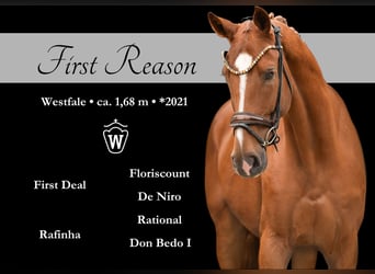 Westfaliano, Caballo castrado, 4 años, 168 cm, Alazán