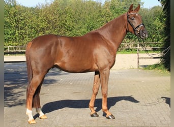 Westfaliano, Caballo castrado, 4 años, 168 cm, Alazán