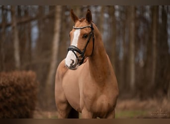 Westfaliano, Caballo castrado, 4 años, 168 cm