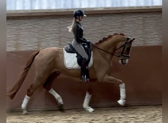 Westfaliano, Caballo castrado, 4 años, 168 cm