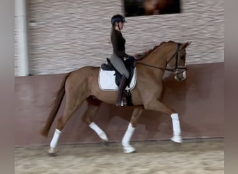 Westfaliano, Caballo castrado, 4 años, 168 cm