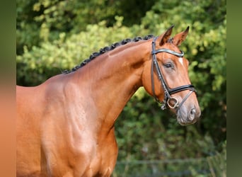 Westfaliano, Caballo castrado, 4 años, 168 cm, Castaño