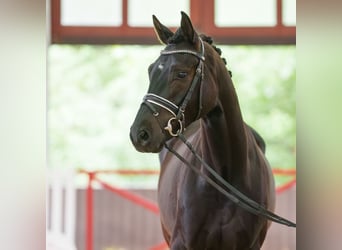 Westfaliano, Caballo castrado, 4 años, 168 cm, Castaño