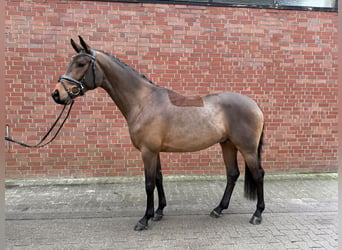 Westfaliano, Caballo castrado, 4 años, 168 cm, Castaño