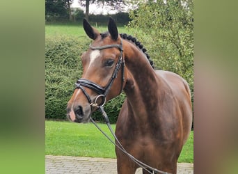 Westfaliano, Caballo castrado, 4 años, 168 cm, Castaño