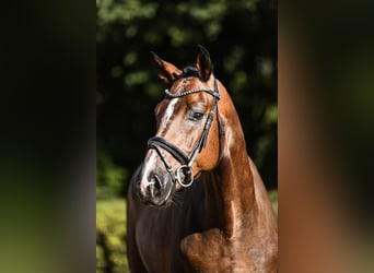 Westfaliano, Caballo castrado, 4 años, 168 cm, Castaño