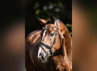 Westfaliano, Caballo castrado, 4 años, 168 cm, Castaño