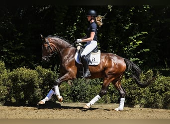 Westfaliano, Caballo castrado, 4 años, 168 cm, Castaño