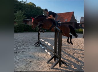 Westfaliano, Caballo castrado, 4 años, 168 cm, Castaño