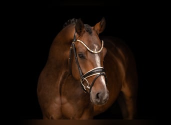 Westfaliano, Caballo castrado, 4 años, 168 cm, Castaño oscuro