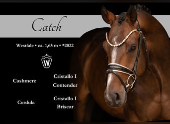 Westfaliano, Caballo castrado, 4 años, 168 cm, Castaño oscuro