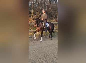Westfaliano, Caballo castrado, 4 años, 168 cm, Castaño oscuro
