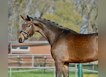Westfaliano, Caballo castrado, 4 años, 168 cm, Castaño oscuro