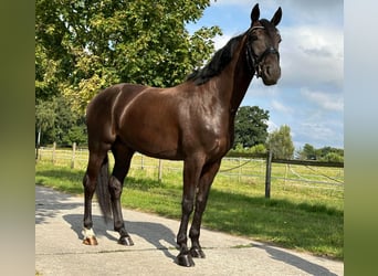 Westfaliano, Caballo castrado, 4 años, 168 cm, Morcillo