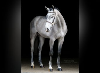 Westfaliano, Caballo castrado, 4 años, 168 cm, Tordo rodado