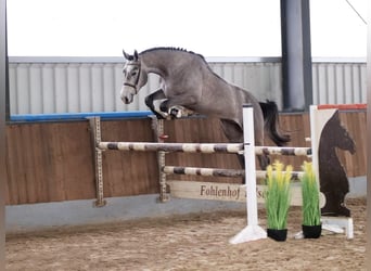 Westfaliano, Caballo castrado, 4 años, 168 cm, Tordo rodado