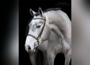 Westfaliano, Caballo castrado, 4 años, 168 cm, Tordo rodado