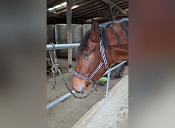 Westfaliano, Caballo castrado, 4 años, 169 cm, Castaño