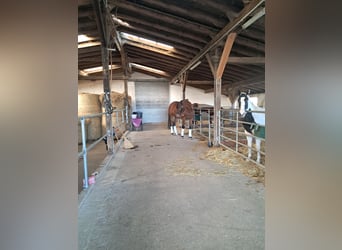 Westfaliano, Caballo castrado, 4 años, 169 cm, Castaño