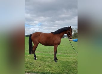Westfaliano, Caballo castrado, 4 años, 169 cm, Castaño