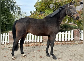 Westfaliano, Caballo castrado, 4 años, 169 cm, Castaño