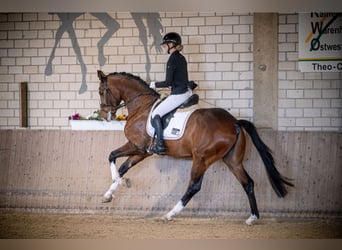 Westfaliano, Caballo castrado, 4 años, 169 cm, Castaño