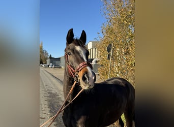 Westfaliano, Caballo castrado, 4 años, 169 cm, Castaño oscuro