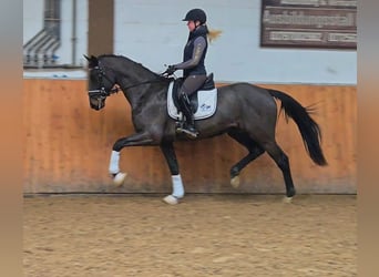 Westfaliano, Caballo castrado, 4 años, 169 cm, Castaño oscuro