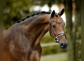 Westfaliano, Caballo castrado, 4 años, 169 cm, Morcillo