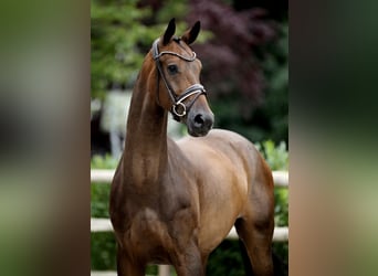 Westfaliano, Caballo castrado, 4 años, 169 cm, Morcillo