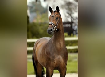 Westfaliano, Caballo castrado, 4 años, 169 cm, Morcillo