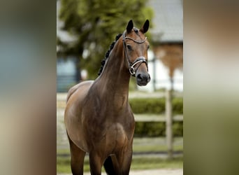 Westfaliano, Caballo castrado, 4 años, 169 cm, Morcillo